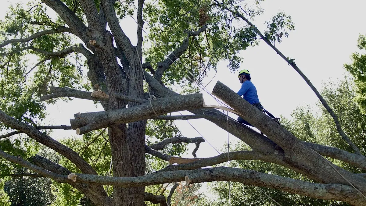 Professional Hazardous Tree Removal performed by certified arborists in Grand Haven